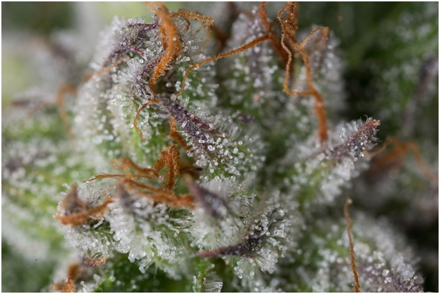 The Top 5 Most Common Sativa Strains